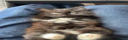 Mixed Breed cats for sale: Cat for sale London in London - Advert 12