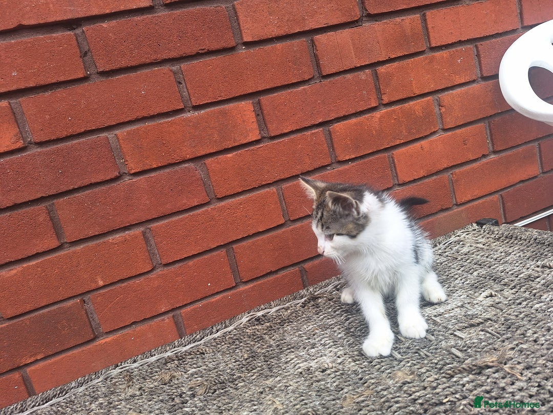British Shorthair cats for sale: beautiful kittens available to pick up - Image 23