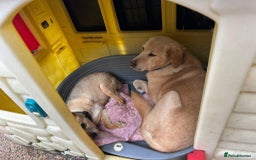 Labrador Retriever dogs for adoption: Rupert - Norwich Norfolk  - Image 4