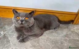 British Shorthair cats for stud: British shorthair stud - Image 1