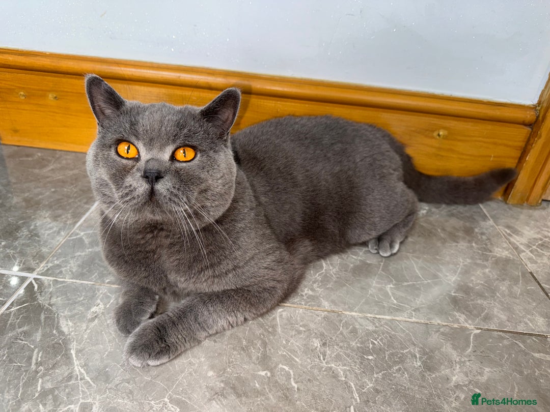 British Shorthair cats for stud: British shorthair stud - Image 1