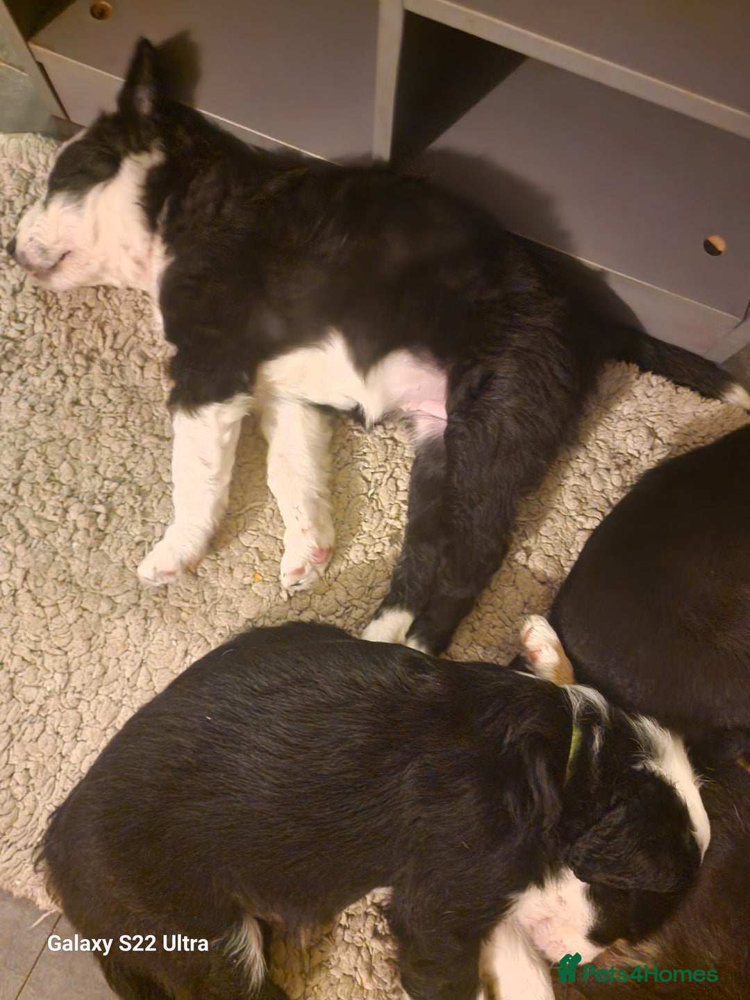 Mixed Breed dogs for sale: Boarder collie  - Advert 10