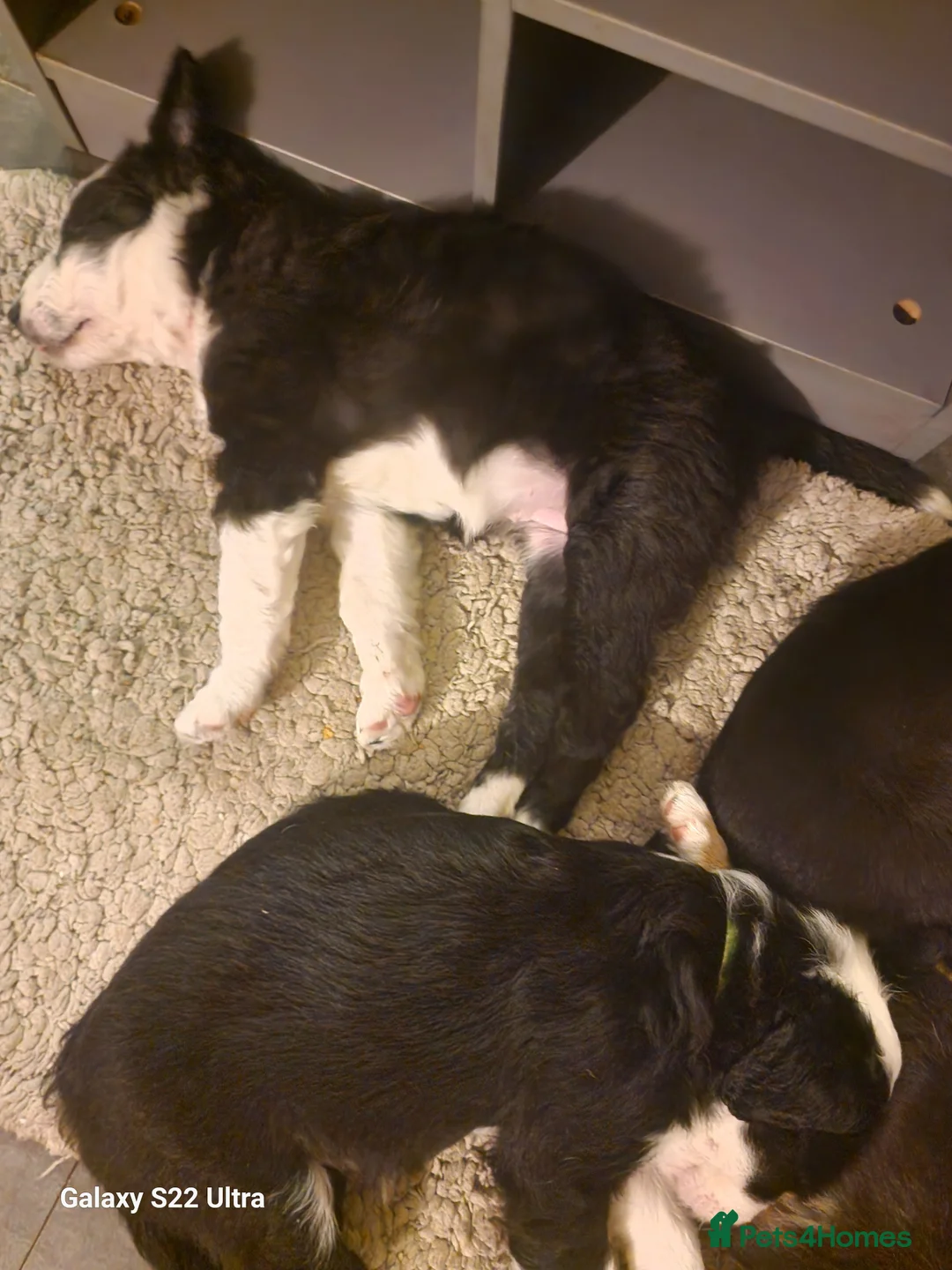 Mixed Breed dogs for sale: Boarder collie  - Advert 11