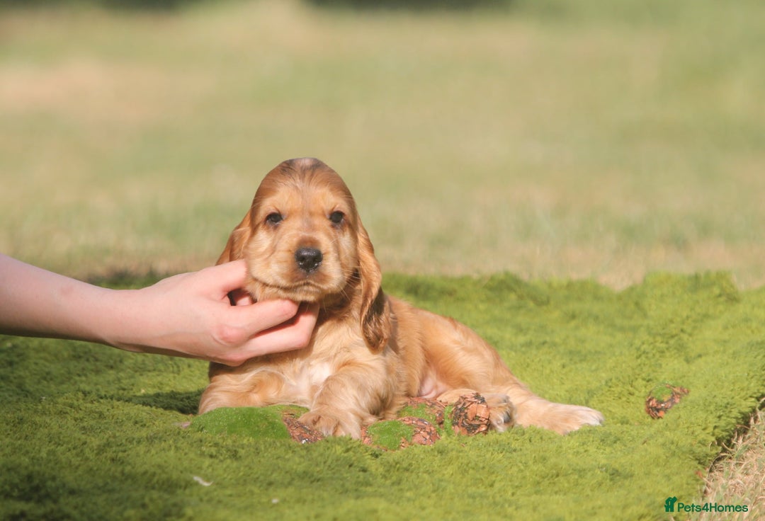 Cocker Spaniel dogs for sale: Show type cocker spaniel pups by Rosie - Image 10