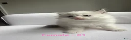 Ragdoll cats for sale: GCCF RAGDOLLS AVAILABLE in Bridgwater - Advert 2