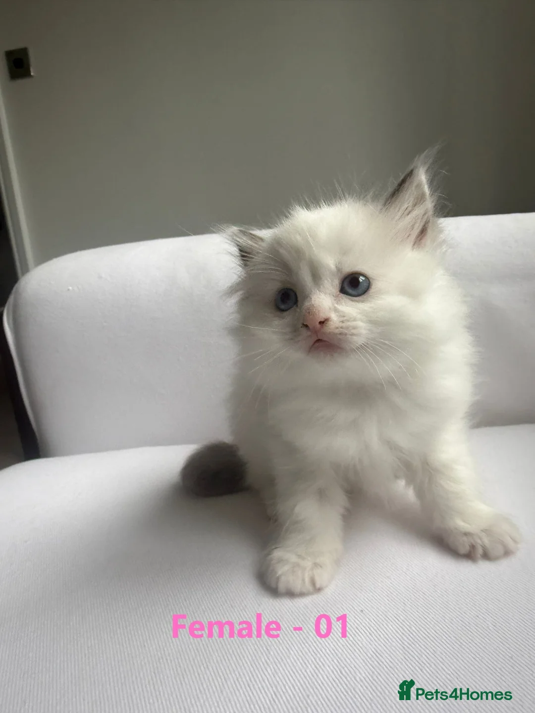 Ragdoll cats for sale: GCCF RAGDOLLS AVAILABLE in Bridgwater - Advert 2