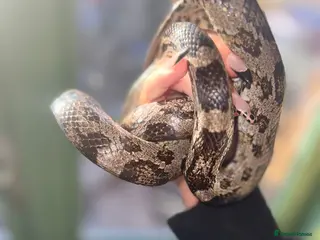 Python Snake reptiles Royal python - Advert 4