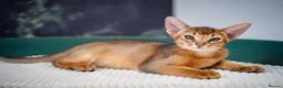 Abyssinian cats for sale: Stunning Wild Ruddy Abyssinian|TICA|Super friendly - Advert 9