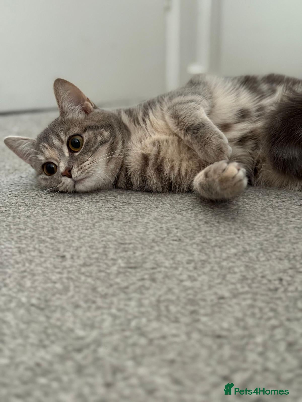 British Longhair cats for sale: This cat has such a cute unkind - Advert 6