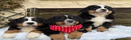 Bernese Mountain Dog dogs for sale: 🐾 Beautiful KC Bernese Mountain Dog Puppies 🐾  - Advert 7