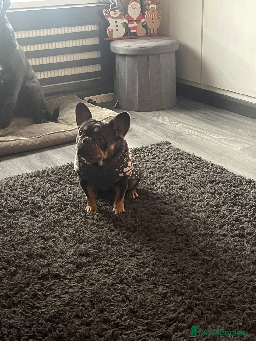 French Bulldog dogs for sale: Loving French Bulldog Seeking, Experienced Home - Advert 7
