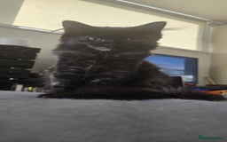 Ragdoll cats for sale: Ragdoll Siberian Kittens in London - Image 3