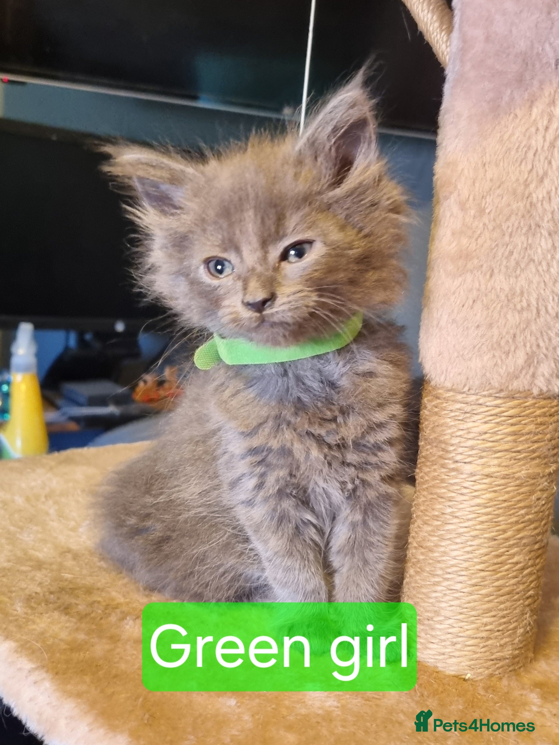 Maine Coon cats Adorable GCCF Main Coon kittens - Advert 2