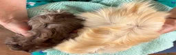Guinea Pig rodents for sale: Beautiful, healthy, friendly brother guinea pigs - Advert 5