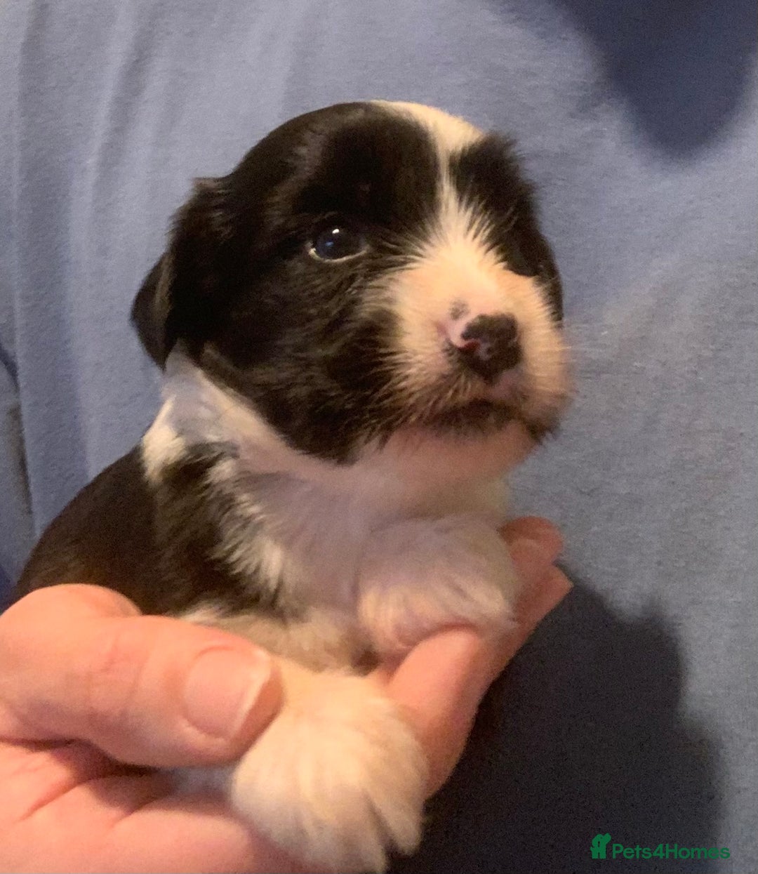 Tibetan Terrier dogs for sale: Lovely Litter of KC Reg Tibetan Terrier puppies  - Advert 4