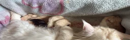 Maine Coon cats for sale: ✨🐾 MEET YOUR FUTURE MAINE COON COMPANION 🐾✨ - Advert 2