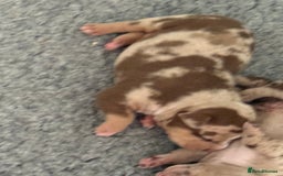 American Bully dogs for sale: Pocket bully puppies  - Image 9
