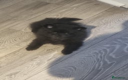 Pomeranian dogs for sale: 5 month old Pomeranian  - Image 2