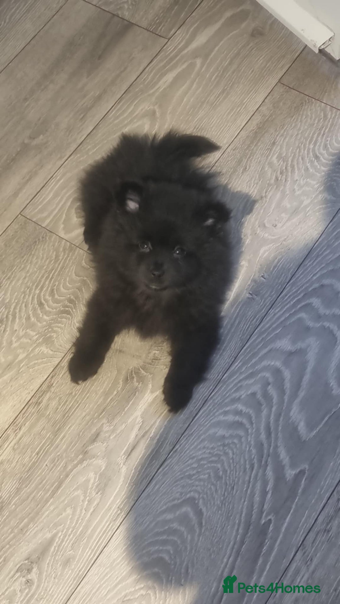 Pomeranian dogs for sale: 5 month old Pomeranian  - Image 2