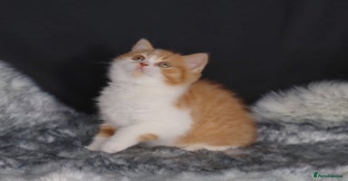 British Shorthair cats - Advert 13