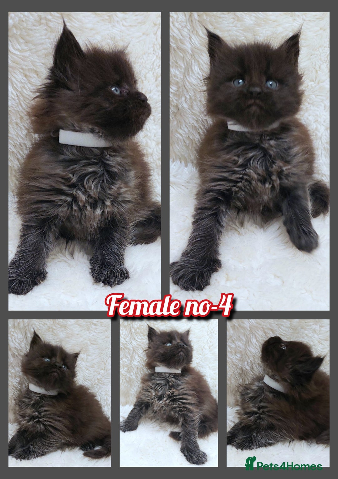 Maine Coon cats for sale: Beautiful Russian Bloodline babies  - Advert 7