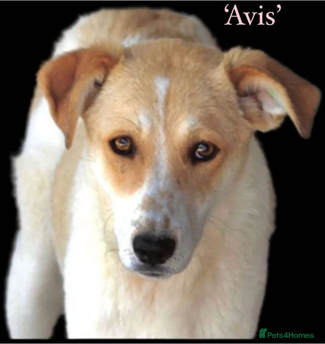 Mixed Breed dogs for adoption: Avis- 20 months - Available Devon area 🇬🇧🇬🇧 in Brixham - Advert 1