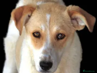 Mixed Breed dogs Avis- 20 months - Available Devon area 🇬🇧🇬🇧 in Brixham - Advert 12