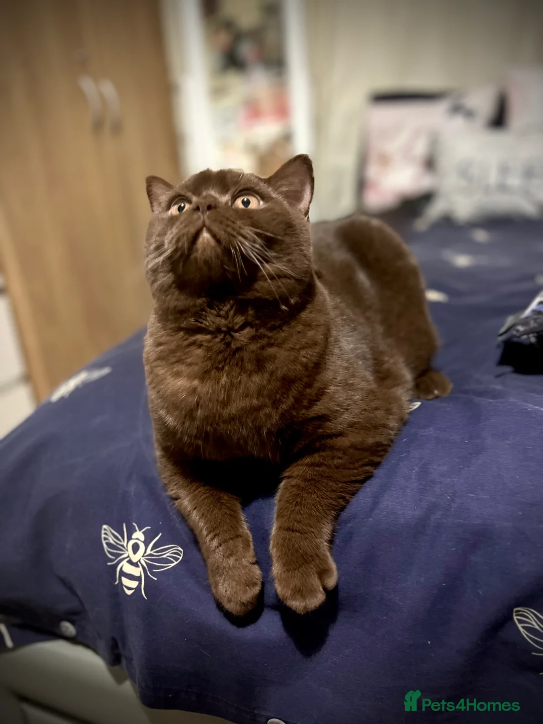 British Shorthair cats for stud: Chocolate British shorthair GCCF Active in London - Advert 9