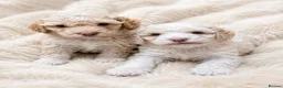 Cavapoochon dogs for sale: ❤️ Merle/champagne Cavapoochon puppies ❤️ - Advert 13