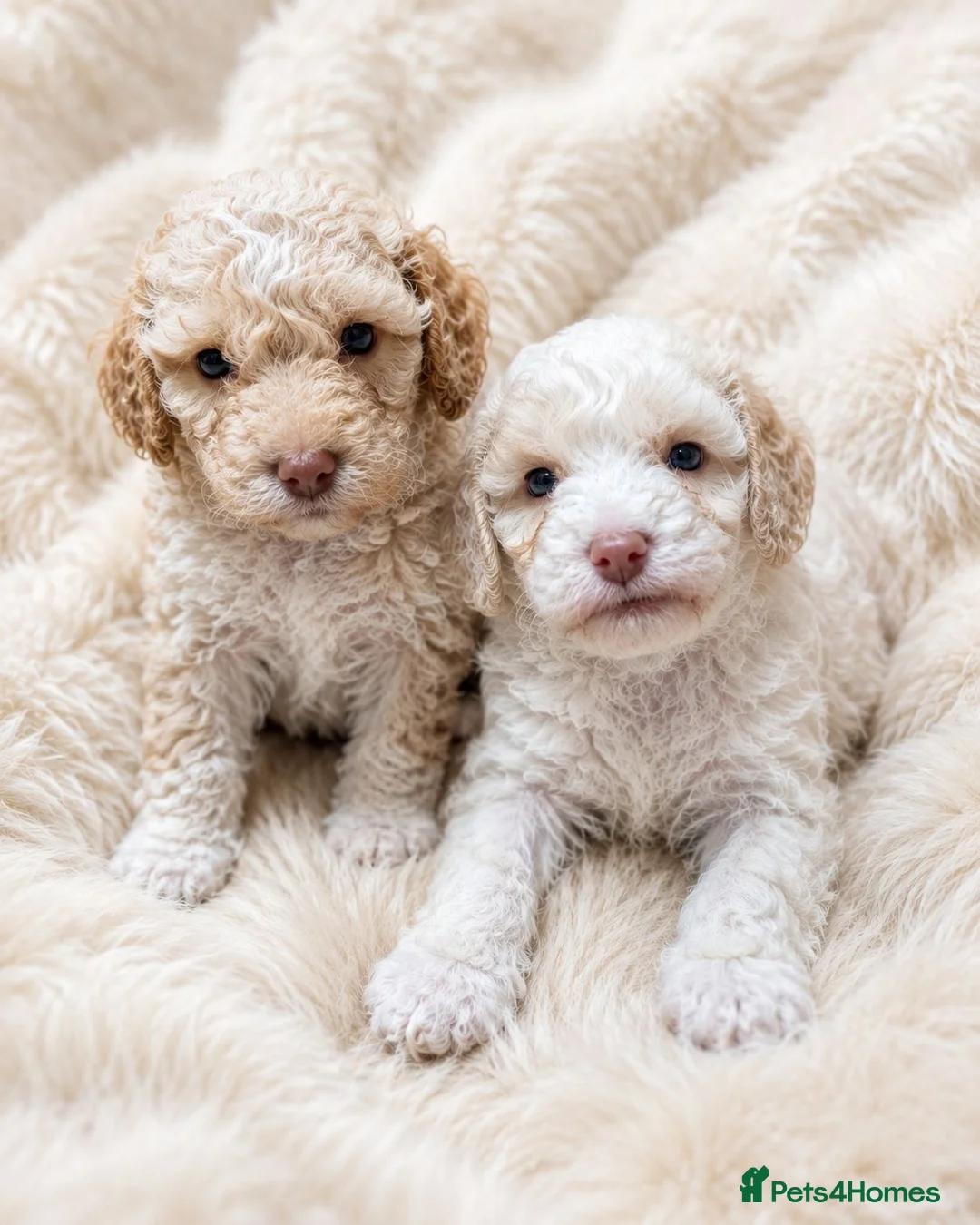 Cavapoochon dogs for sale: ❤️ Merle/champagne Cavapoochon puppies ❤️ - Advert 13
