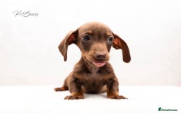 Miniature Dachshund dogs for sale: ONE TINY CHOC/TAN smooth haired male dachshund - Image 2
