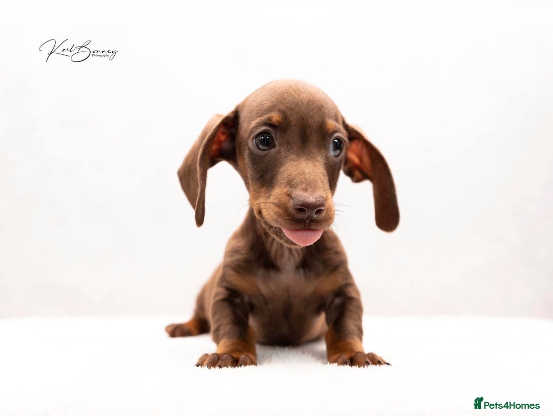 Miniature Dachshund dogs for sale: ONE TINY CHOC/TAN smooth haired male dachshund - Image 2