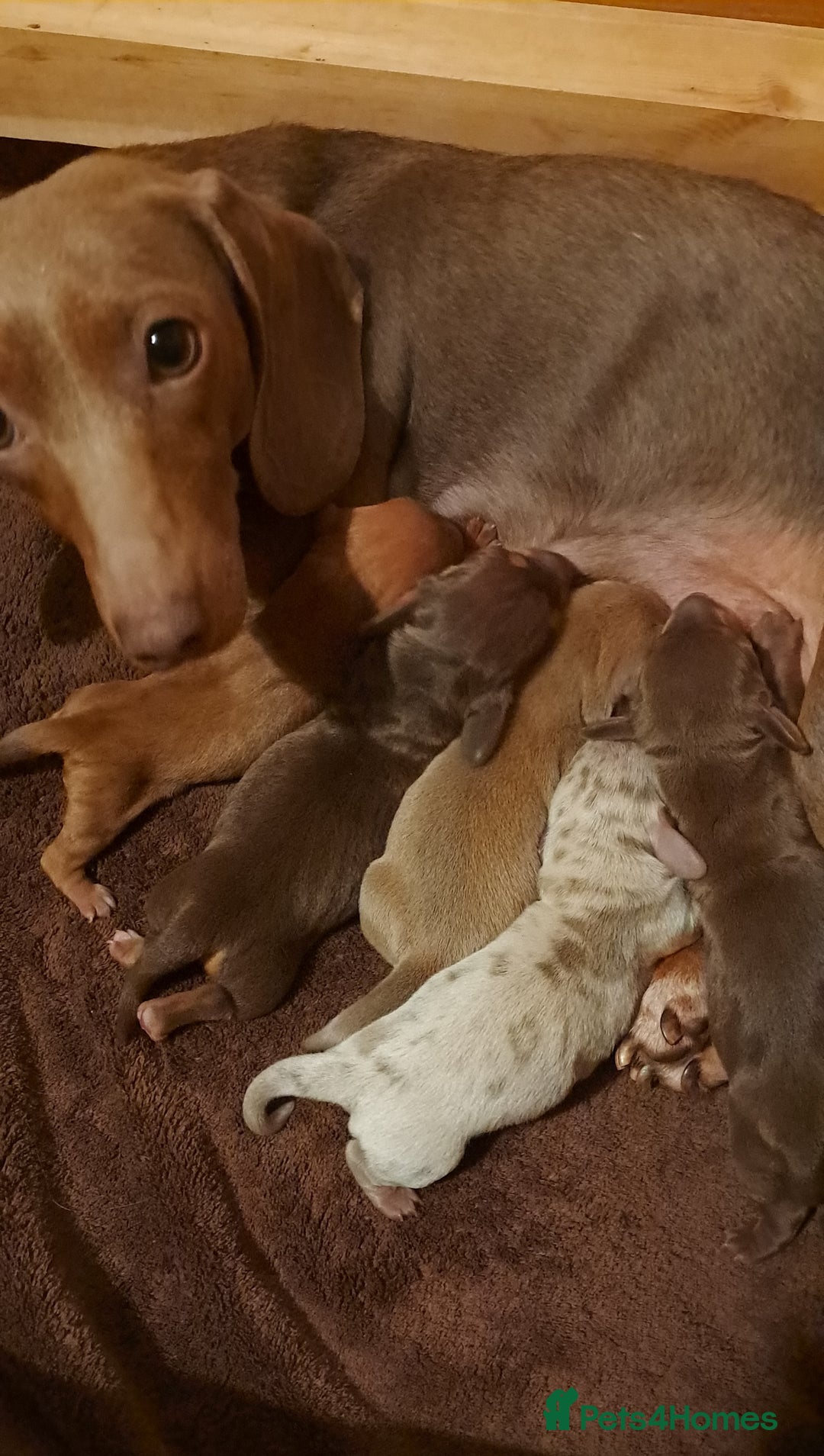 Dachshund dogs for sale: Miniature dachshund puppies  - Advert 1