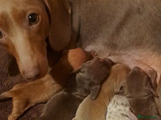 Dachshund dogs Miniature dachshund puppies - Advert 1