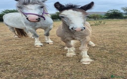 Irish Cob horses for sale: Puddles  - Image 1