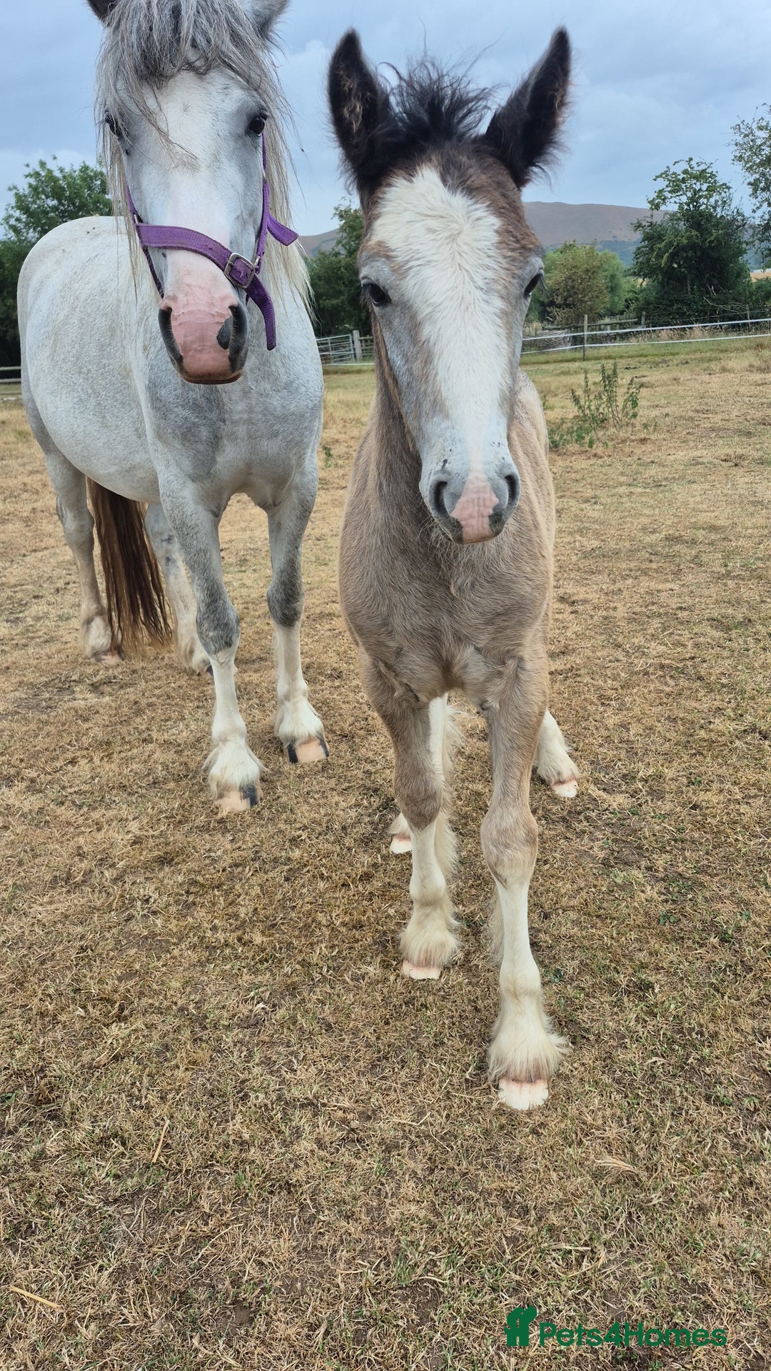 Irish Cob horses for sale: Puddles  - Image 1