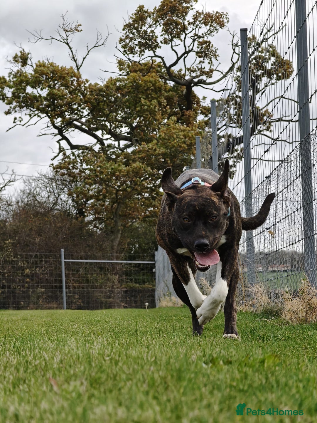 Mixed Breed dogs for sale: Fun Loving Companion - Advert 5