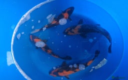Koi Carp fish for sale: Japanese koi carp overstock available - Image 1
