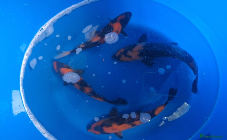 Koi Carp fish - Advert 1