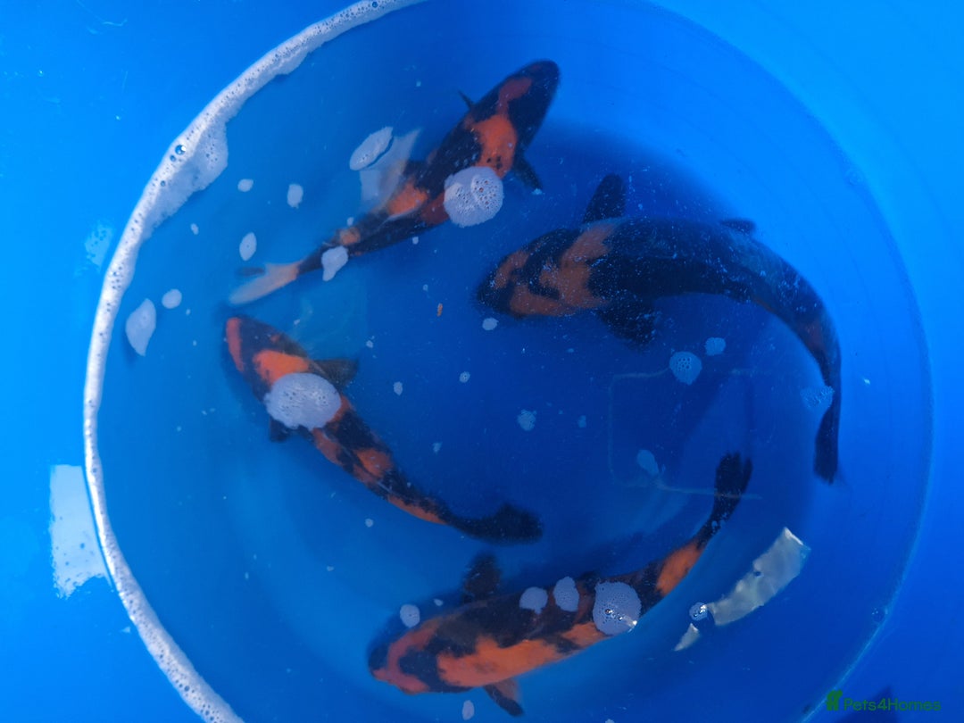 Koi Carp fish for sale: Japanese koi carp overstock available - Image 1