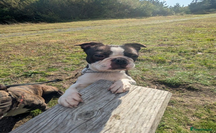 Boston Terrier dogs - Advert 1