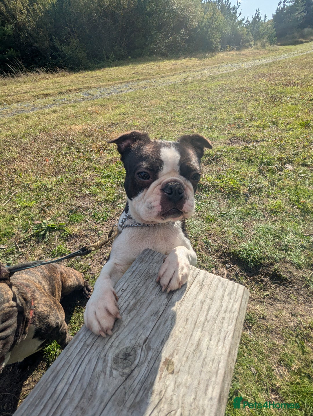 Boston Terrier dogs for sale: 5yr old Boston terrier  - Image 1