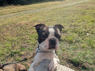 Boston Terrier dogs - Advert 10
