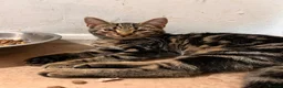 Domestic Shorthair cats for sale: 2 Tabby Kittens ready for new homes - Advert 5