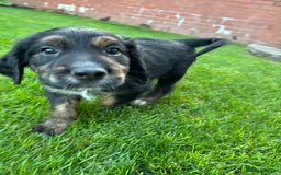 Mixed Breed dogs for sale: Border collie x irish setter pups *READY 3RD SEP* - Image 7
