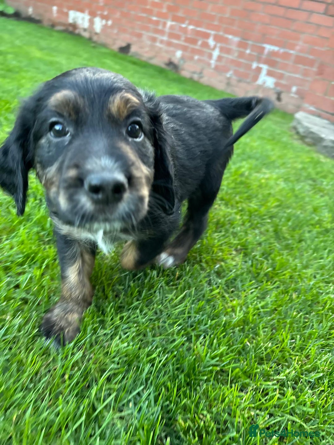 Mixed Breed dogs for sale: Border collie x irish setter pups *READY 3RD SEP* - Image 7