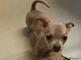 Chihuahua dogs Chihuahua puppys - Advert 4