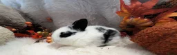 Rex rabbits for sale: Rex x Netherland dwarf  - Advert 34