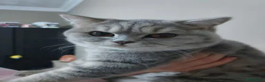 British Shorthair 1