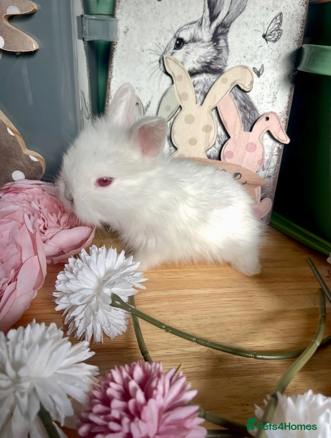 Lionhead rabbits for sale: Beautiful Purebred Lionheads  - Advert 5